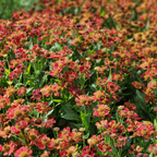 Helenium 'Moerheim Beauty' (tournesol des moines) – 48 plants, Ø9 cm, 10–25 cm de haut