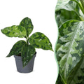 Aglaonema Pictum Tricolor – Ø6 cm, 10 cm høj