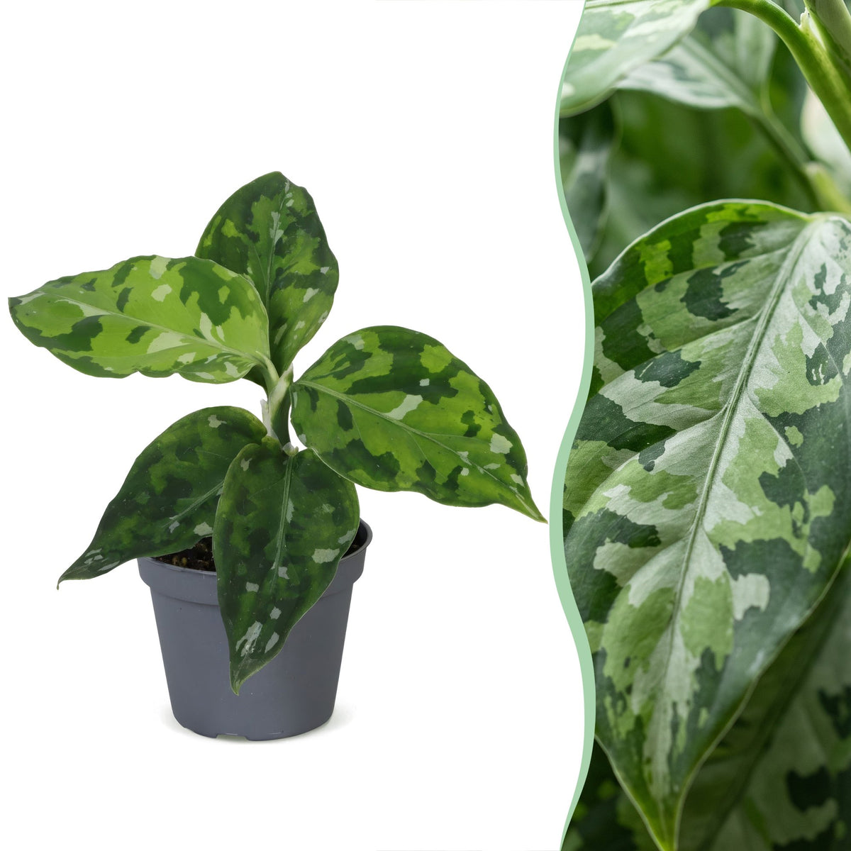 Aglaonema Pictum Tricolor – Ø6 cm, 10 cm høj