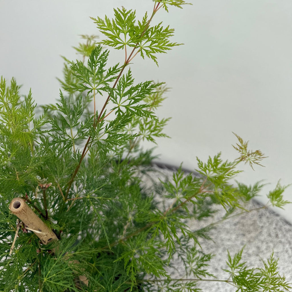 Acer palmatum 'Emerald Lace' (Japanischer Ahorn) – 2 Pflanzen, Ø 19 cm, 70 cm hoch – Bild 5