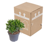 Crassula minova (jadeplante) – Ø17 cm, 40 cm høj