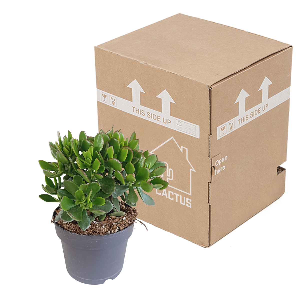 Crassula minova (jadeplante) – Ø17 cm, 40 cm høj