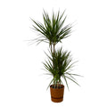 Dracaena marginata (arbre dragon) dans pot décoratif rond Greenville marron – Ø21 cm, 120 cm de haut