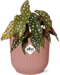 Begonia Maculata i Vibes Fold-pyntepotte rosa – 20 cm høj