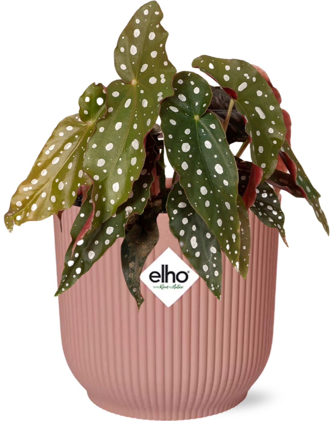 Begonia Maculata in Vibes Fold-sierpot roze – 20 cm hoog