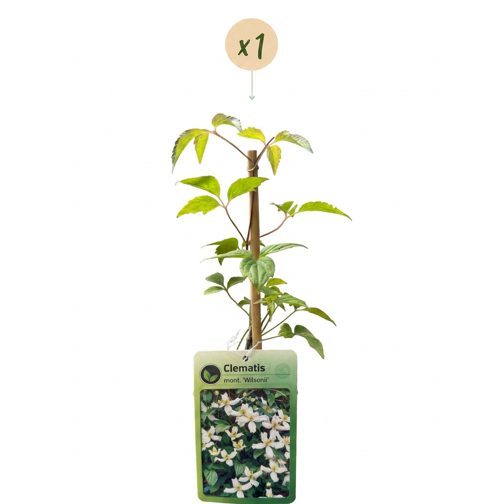 Clematis montana 'Wilsonii' (bosrank) – wit – Ø9 cm, 35 cm hoog