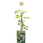 Clematis montana 'Wilsonii' (bosrank) – wit – Ø9 cm, 35 cm hoog