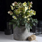 Helleborus 'Diamfire' (grøn blomst) – Ø19 cm, 40 cm høj