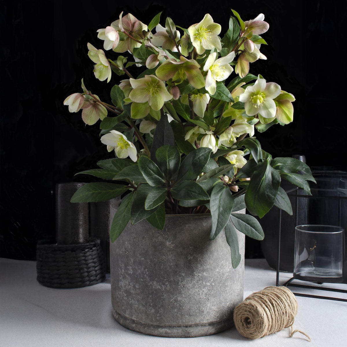 Helleborus 'Diamfire' (groene bloem) – Ø19 cm, 40 cm hoog – foto 5