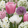 Blumenzwiebelpaket Rosa Garten – 500 Blumenzwiebeln (Zwiebelgröße 10/12)