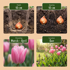 Blumenzwiebelpaket Rosa Garten – 1000 Blumenzwiebeln (Zwiebelgröße 10/12)