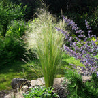 Stipa tenuifolia 'Pony Tails' (feather grass) – Ø17 cm, 50 cm high