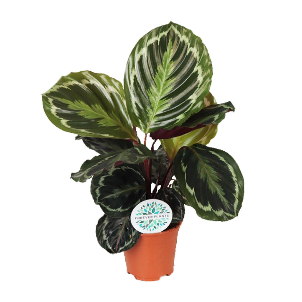 Calathea Medallion – Ø14 cm, 45 cm hoog