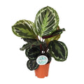 Calathea Medallion – Ø14 cm, 45 cm hoog