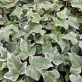 Hedera helix 'Glacier' (ivy) – 60 plants, Ø9 cm, 10–25 cm high