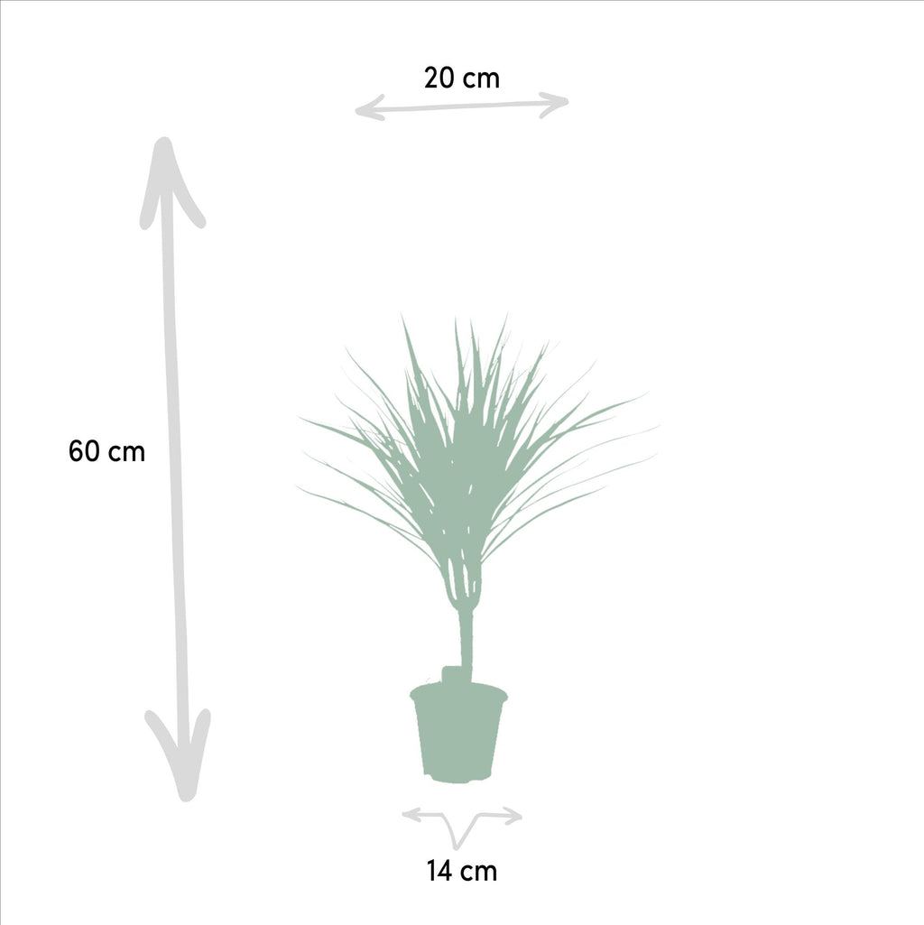 Dracaena marginata (dragetræ) – Ø14 cm, 60 cm høj