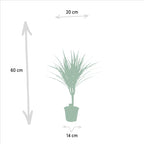 Dracaena marginata (dragetræ) – Ø14 cm, 60 cm høj