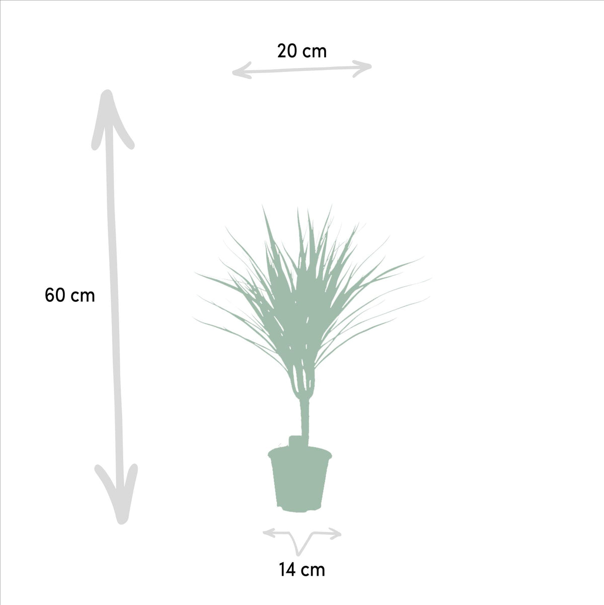 Dracaena marginata (Drachenbaum) – Ø 14 cm, 60 cm hoch