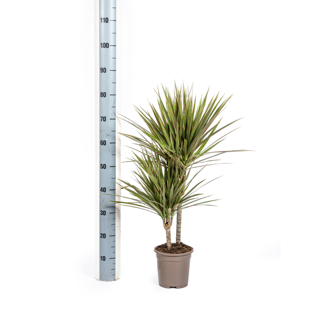 Dracaena marginata Bicolor (arbre dragonnier) – Ø17 cm, 50–70 cm de haut