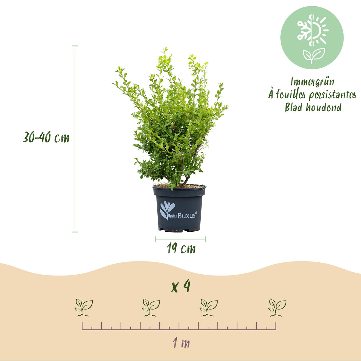 Buxus – 4 Pflanzen, Ø 19 cm, 50–55 cm hoch