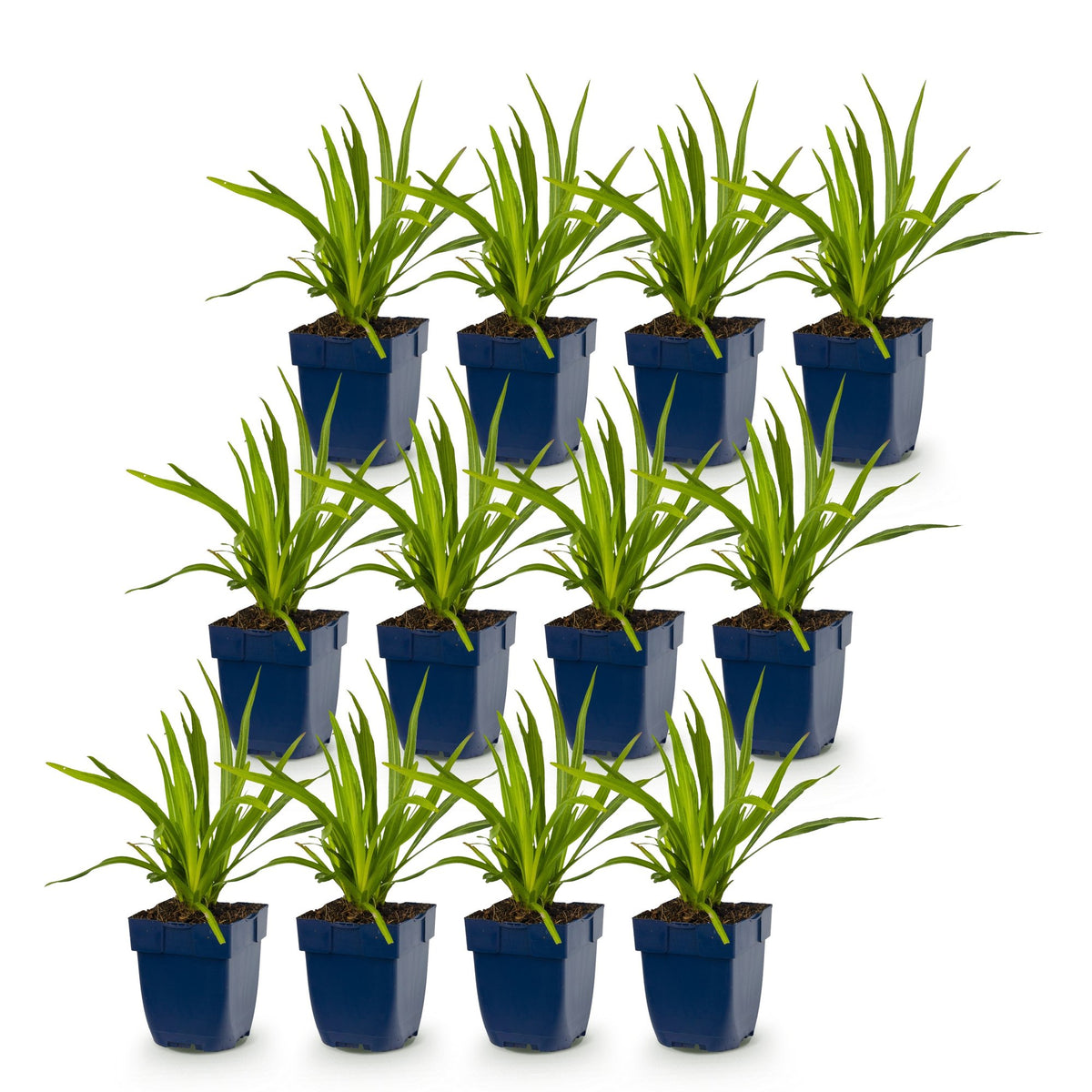 Liatris 'Duo' (lampenpoetserplant) – roze-wit – 12 planten, Ø11 cm, 15–25 cm hoog – foto 2
