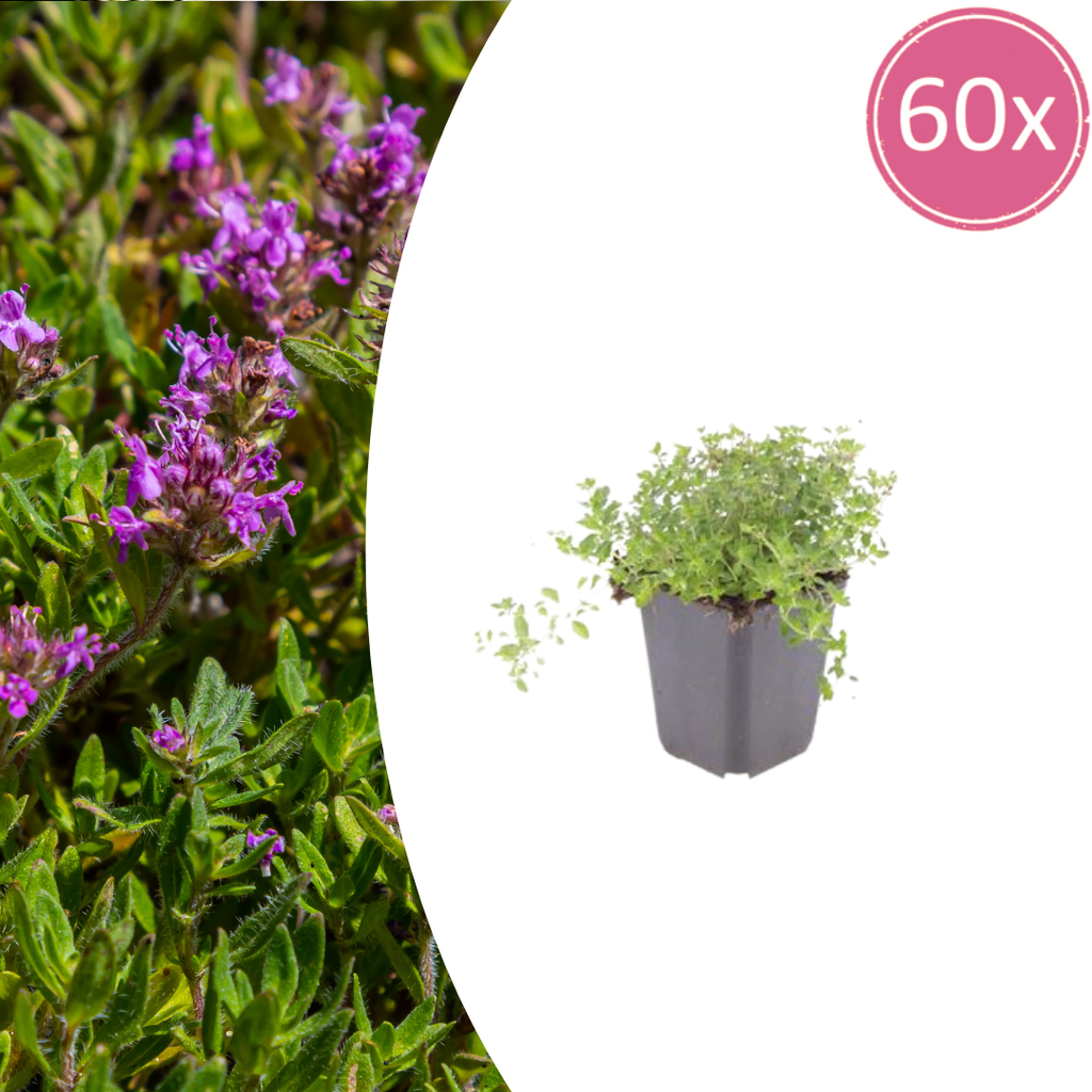 Thymus serpyllum (tijm) – 60 planten, Ø9 cm, 10–25 cm hoog