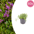 Thymus serpyllum (tijm) – 60 planten, Ø9 cm, 10–25 cm hoog