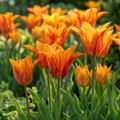 Tulpe 'Vendeeglobe' – 12 Blumenzwiebeln (Zwiebelgröße 11/12)