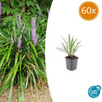 Liriope muscari 'Ingwersen' (lily grass) – 60 plants, Ø9 cm, 10–25 cm high