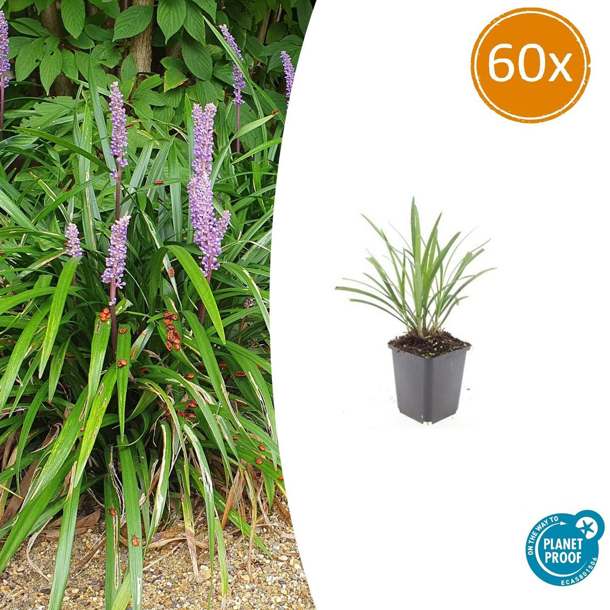 Liriope muscari 'Ingwersen' (lily grass) – 60 plants, Ø9 cm, 10–25 cm high – photo 2