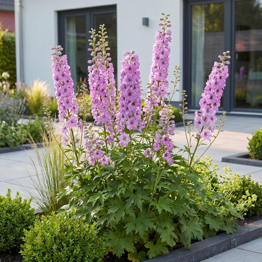 Delphinium 'Astolat' (Schwertlilie) – rosa – 3 Pflanzen, Ø11 cm, 15–25 cm hoch – Bild 6