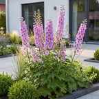 Delphinium 'Astolat' (Schwertlilie) – rosa – 3 Pflanzen, Ø11 cm, 15–25 cm hoch