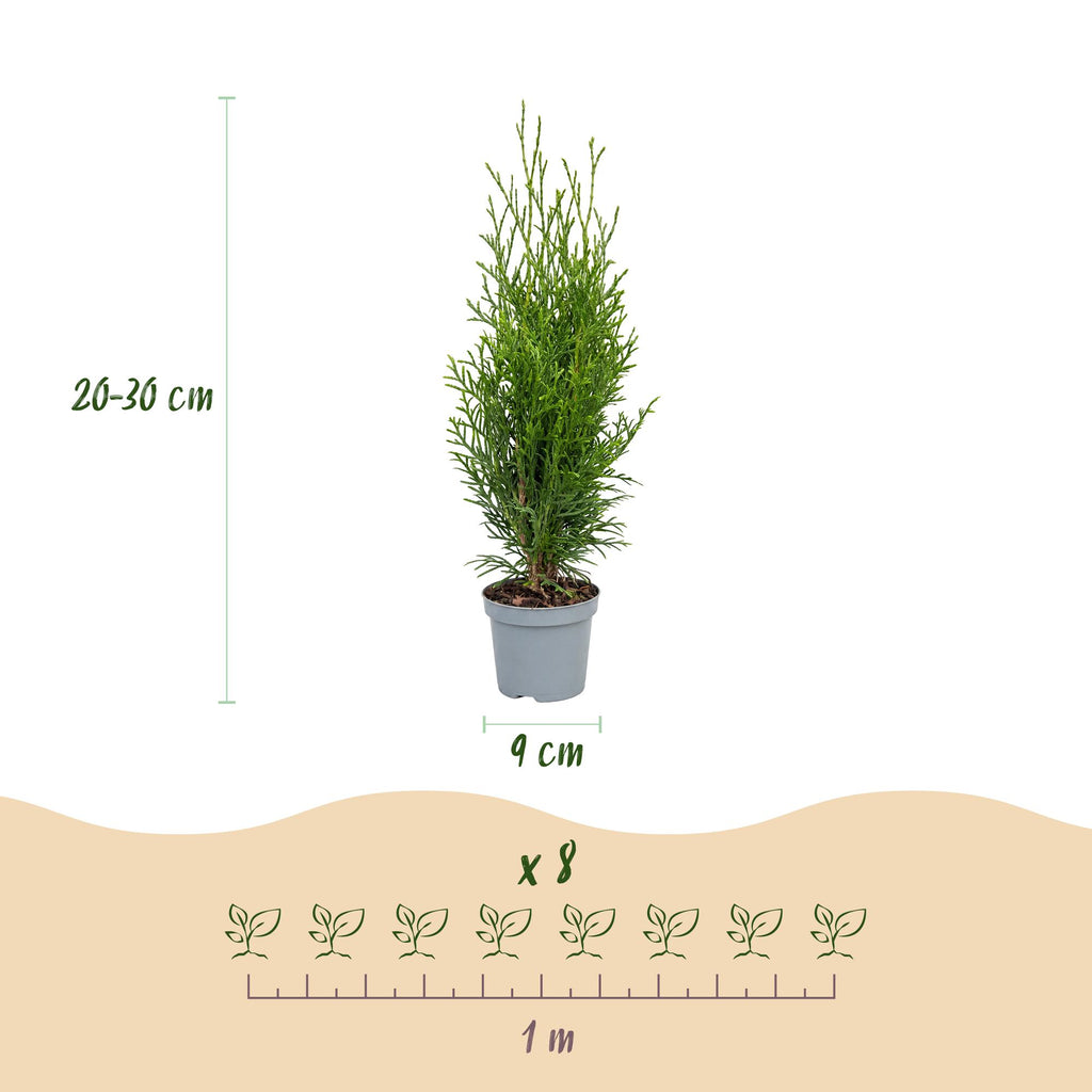 Thuja occidentalis 'Smaragd' (arbre de vie) – 16 plants, Ø9 cm, 20–30 cm de haut – photo 4