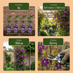 Clematis 'Etoile Viol' (Virgin's Bower) – purple – Ø9 cm, 35 cm high