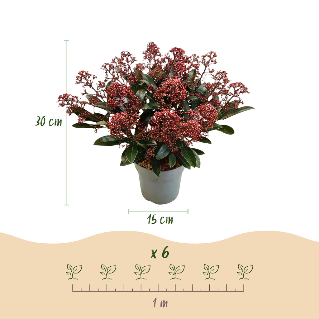 Skimmia japonica 'Duo' – blanc-rouge – 2 plantes, Ø15 cm, 30 cm de haut – photo 3