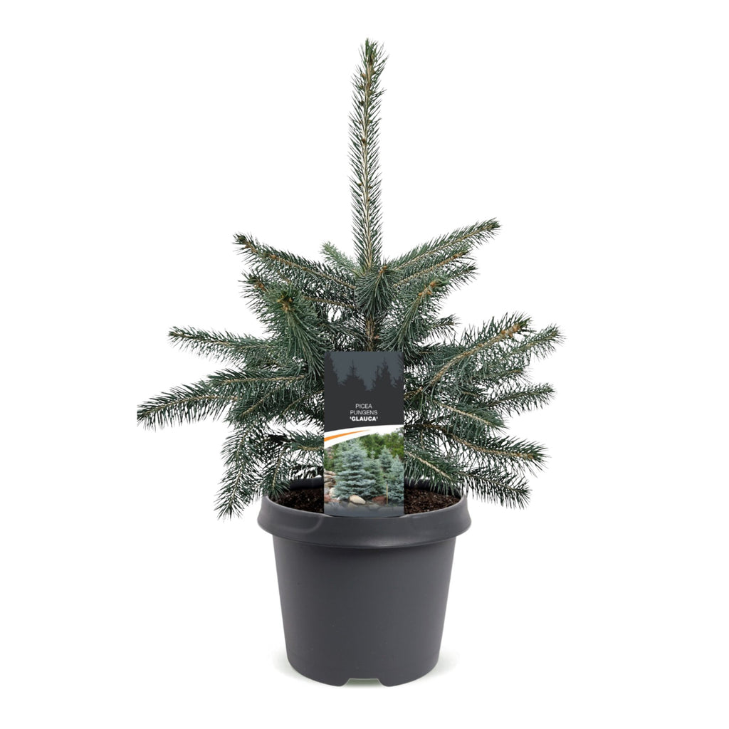 Picea pungens Glauca (julegran) – Ø23 cm, 60 cm høj