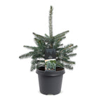 Picea pungens Glauca (julegran) – Ø23 cm, 60 cm høj