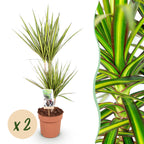 2× Dracaena Sunray (dragon tree) – Ø17 cm, 70–75 cm high