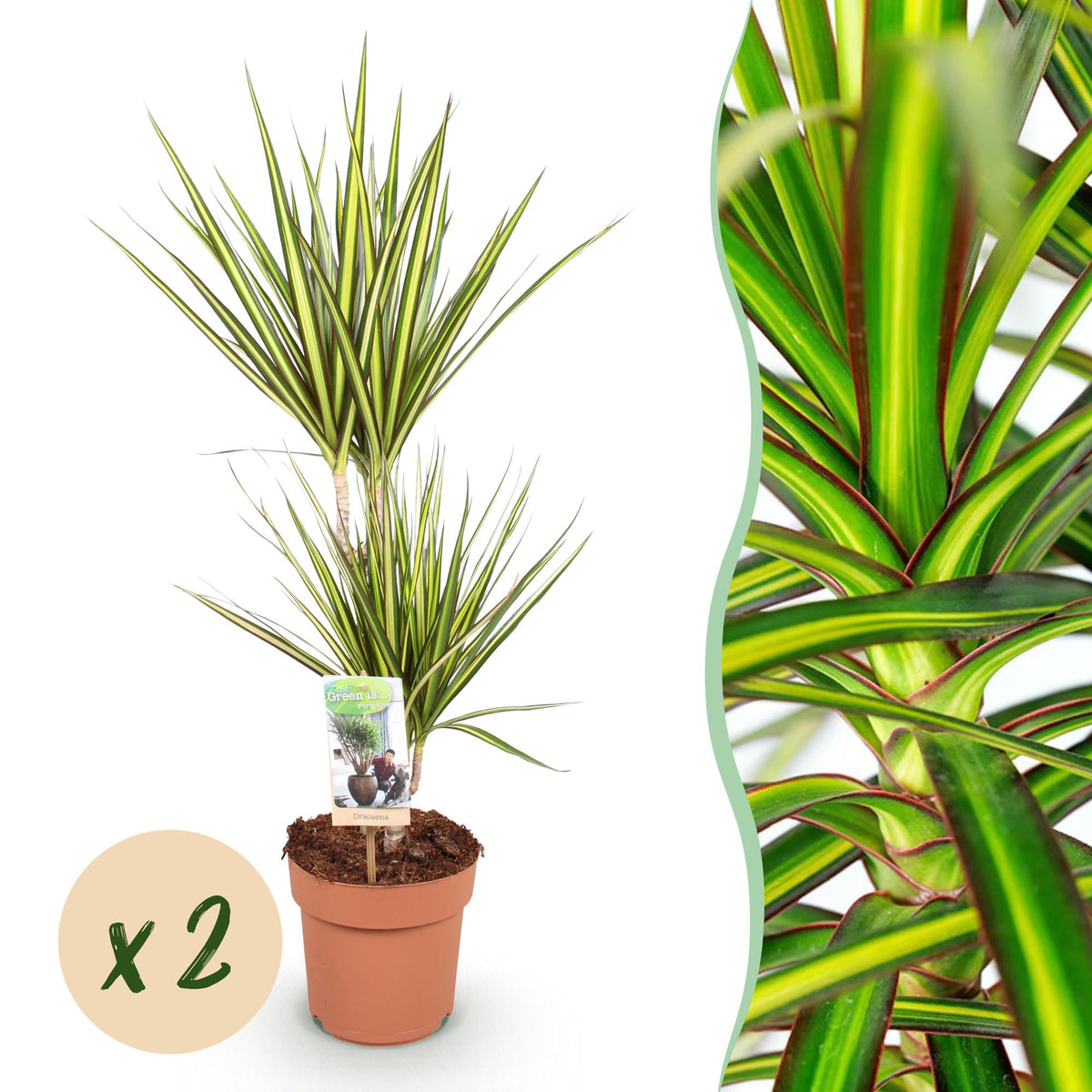 2× Dracaena Sunray (dragon tree) – Ø17 cm, 70–75 cm high