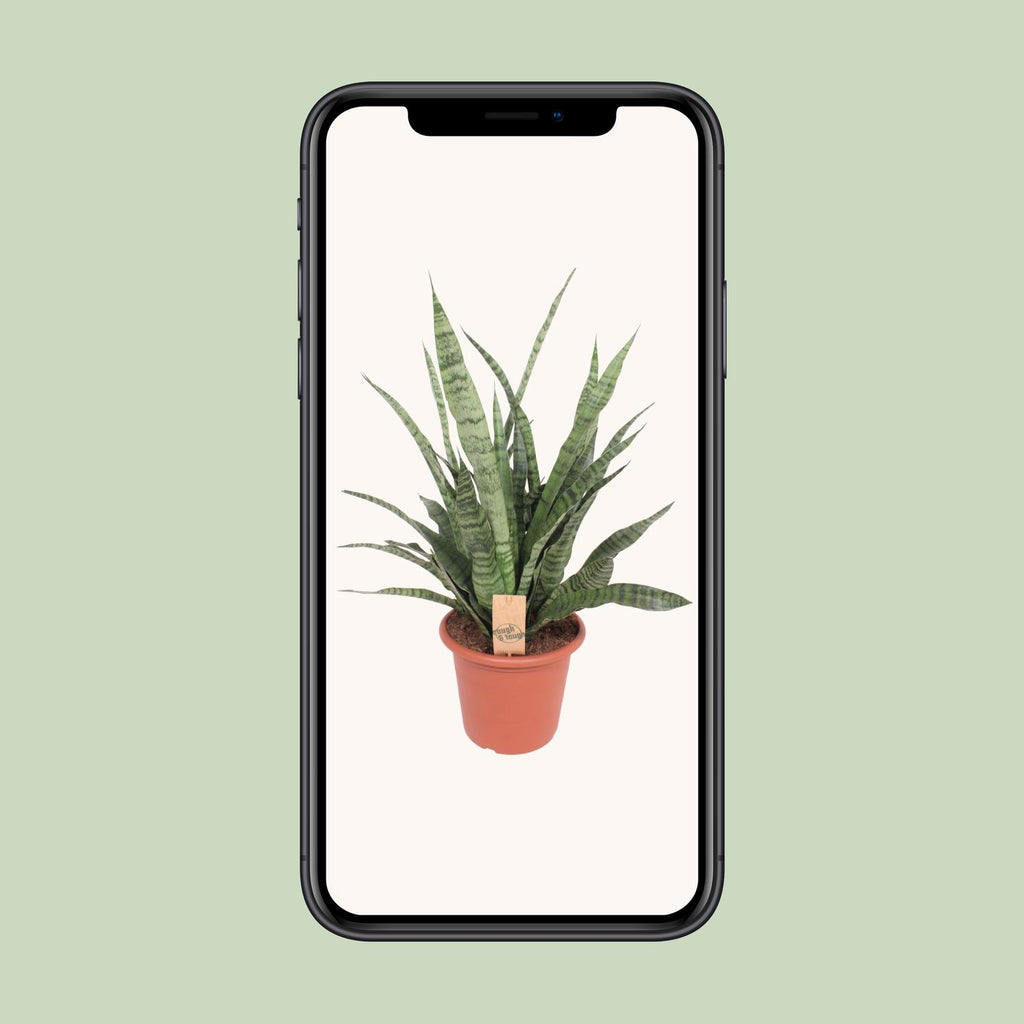 Sansevieria Diamond Green (Bogenhanf) – Ø 25 cm, 80 cm hoch