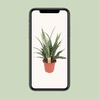 Sansevieria Diamond Green (Bogenhanf) – Ø 25 cm, 80 cm hoch