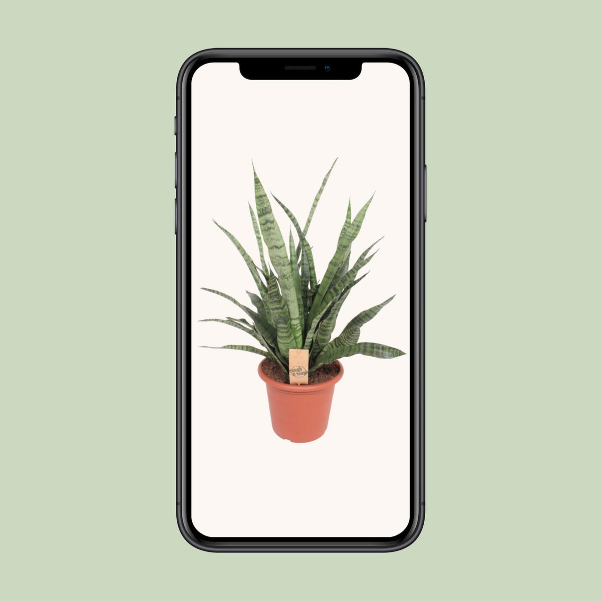 Sansevieria Diamond Green (Bogenhanf) – Ø 25 cm, 80 cm hoch