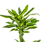 Dracaena fragrans Golden Coast (drakenboom) – Ø21 cm, 90–110 cm hoog