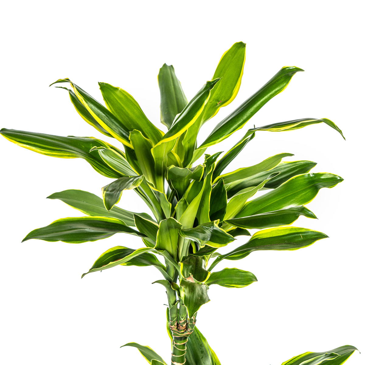 Dracaena fragrans Golden Coast (Drachenbaum) – Ø 21 cm, 90–110 cm hoch