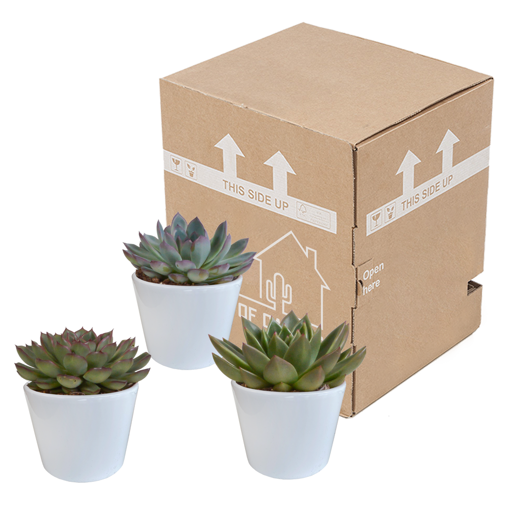 Echeveria mix in witte pot – Ø11 cm, 21 cm hoog