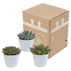 Echeveria mix in witte pot – Ø11 cm, 21 cm hoog