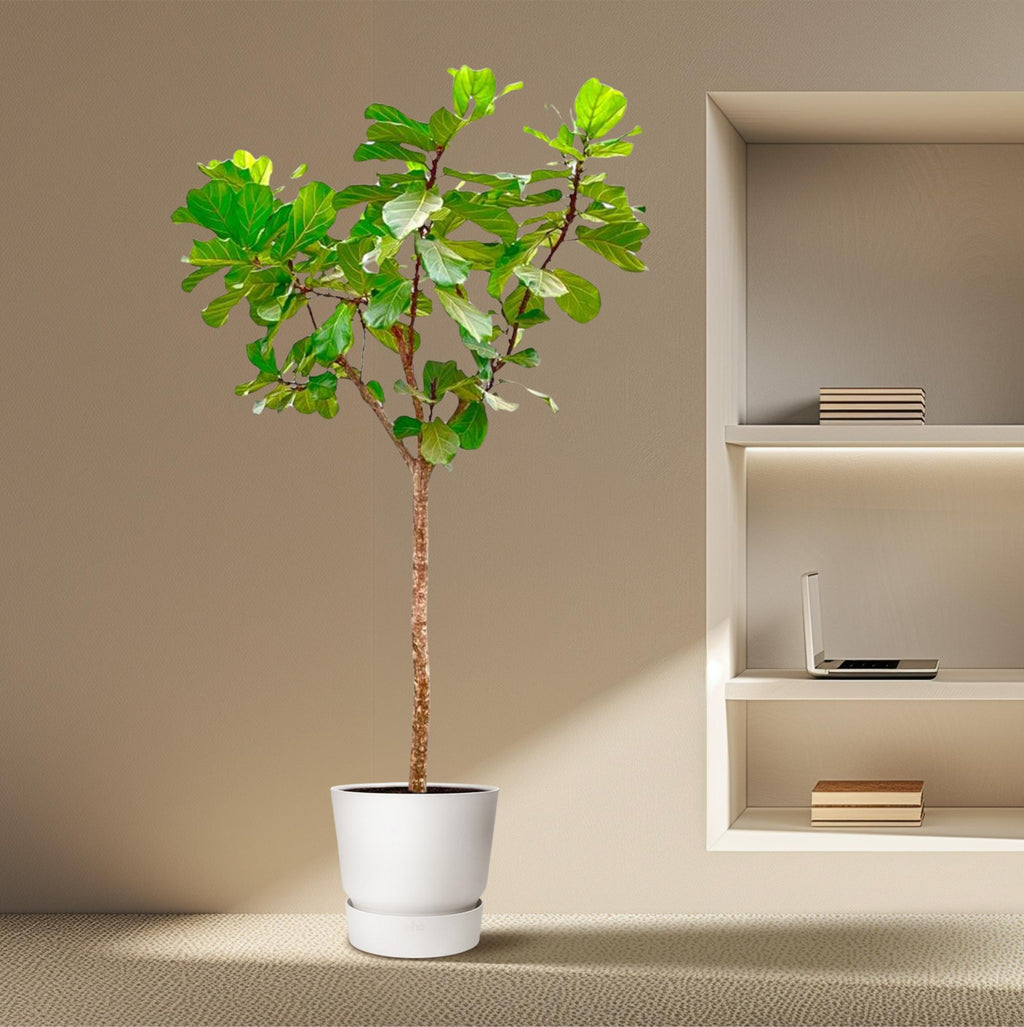 Ficus lyrata arbre XXXL (ficus lyre) – Ø45 cm, 270 cm de haut