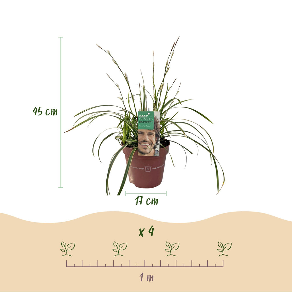 Carex morrowii 'Ice Dance' (sedge) – 4 plants, Ø17 cm, 50 cm high – photo 3