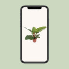 Philodendron Imperial Green – Ø 17 cm, 60 cm hoch