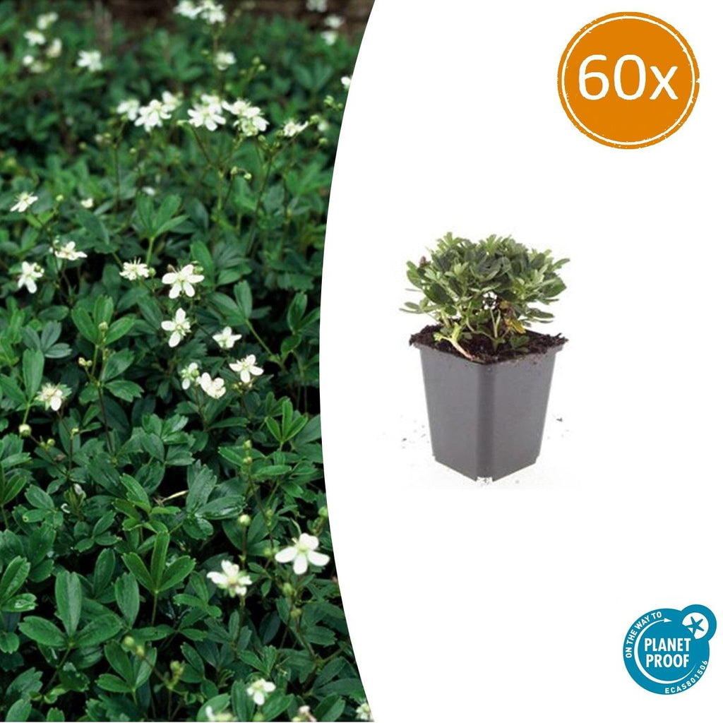 Potentilla tridentata 'Nuuk' (shrubby cinquefoil) – 60 plants, Ø9 cm, 10–25 cm high – photo 2